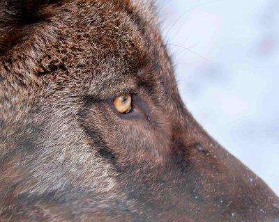 Wolf Profile 2