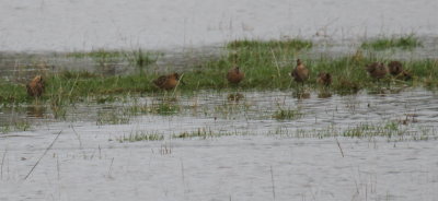 more_dowitchers