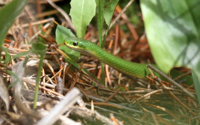 greensnake2335.JPG