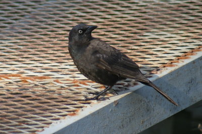 511_grackle_female.jpg