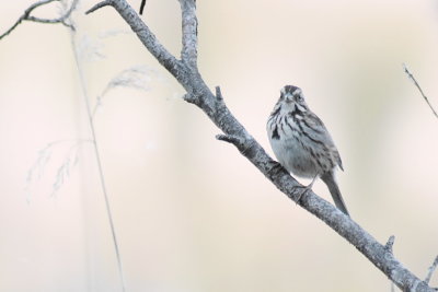 581_song_sparrow_3.jpg