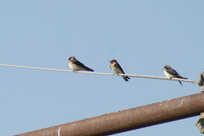 tree_swallow