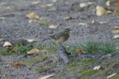 american_pipit