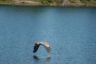 great_blue_heron