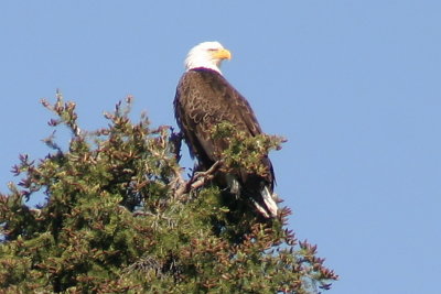 352_bald_eagle_3.jpg