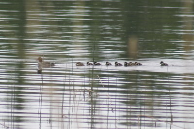 common_goldeneye