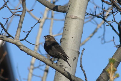 brown_headed_cowbird