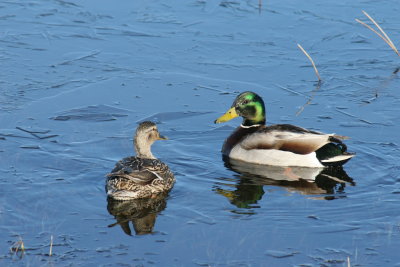 mallard