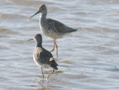 lesser_yellowlegs