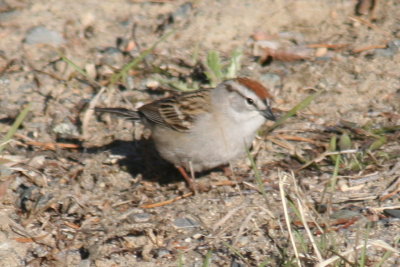 chipping_sparrow