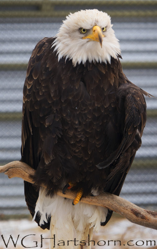 Bald Eagle Whitehorse Yukon