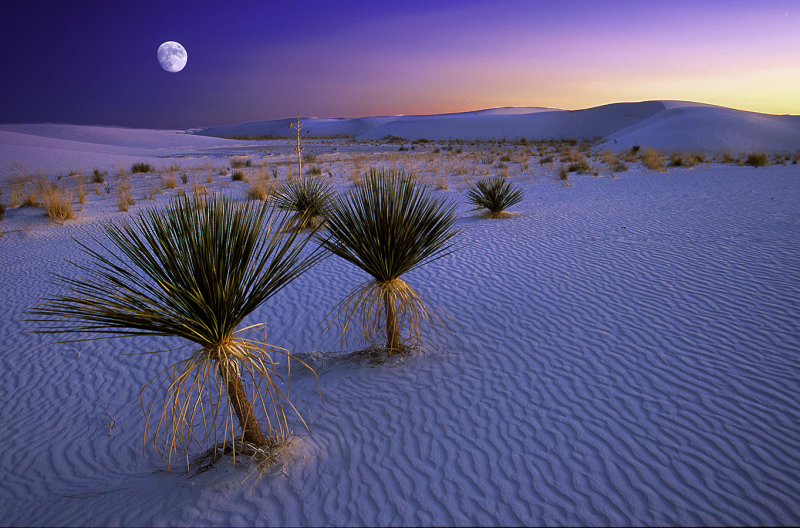 White Sands Moonlight