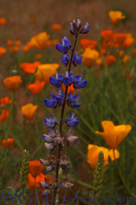 Lupine 2 Poppies