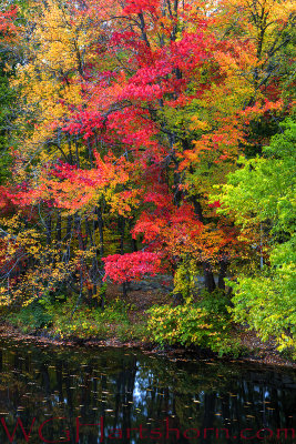 Milford Creek Autumn
