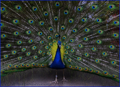 Peacock Spreading Wings