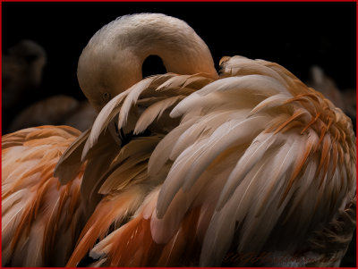 Flamingo Frolic