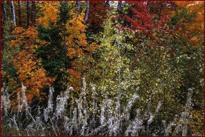 Autumn Splendor