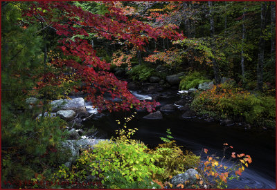 Creekside Autumn Splendor