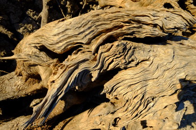 Tree trunk at Mungerannie water hole