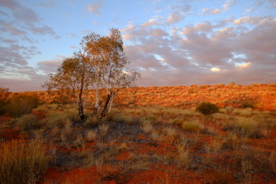 Dune west of the blazed tree at Camp 16