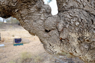Old man tree watching over camp at Kudderee Waterhole