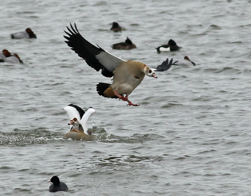 Nilgs <br> Egyptian Goose <br> Alopochen aegyptiacus