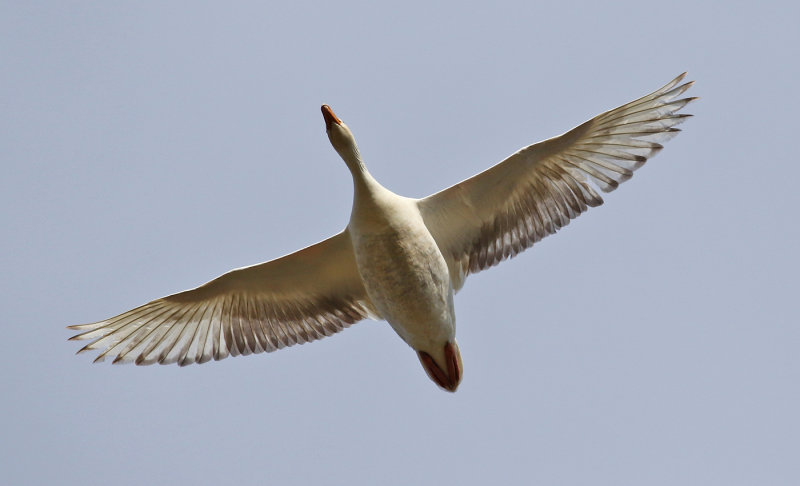 Grgs <br> Greylag Goose<br> Anser anser