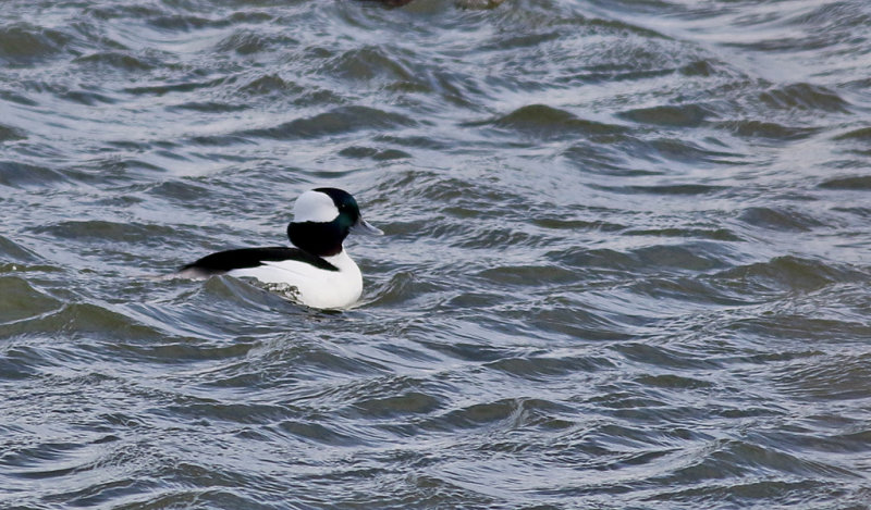 Buffelhuvud <br> Buffelhead <br> Bucephala albeola