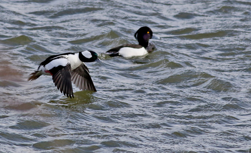 Buffelhuvud <br> Buffelhead <br> Bucephala albeola