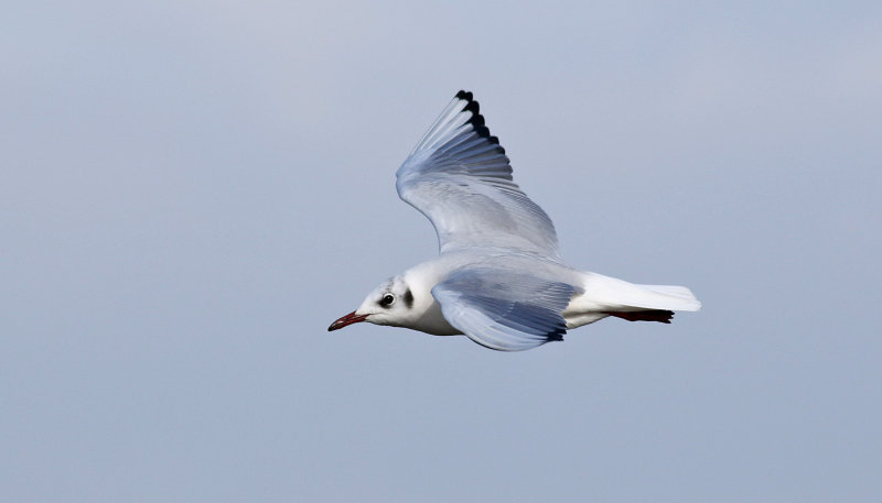 Skrattms <br> Black-headed Gull <br> Larus ridibundus