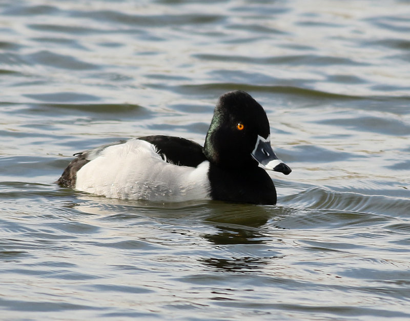 Ringand <br>  Ring-necked Duck <br> Aythya collaris