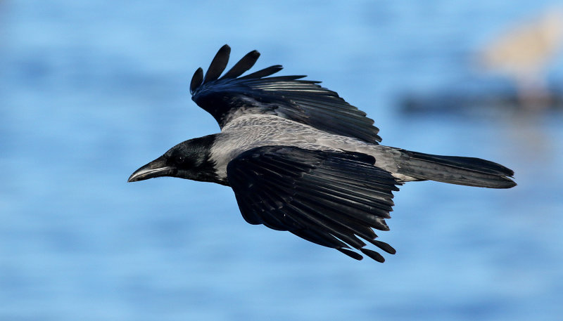 Grkrka <br> Hooded Crow<br> Corvus cornix