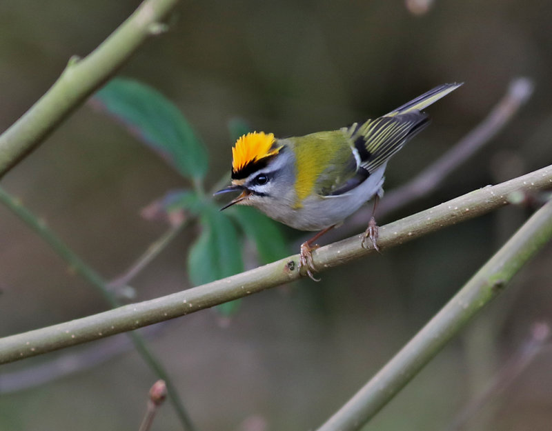 Brandkronad kungsfgel <br>  Firecrest <br> Regulus ignicapillus