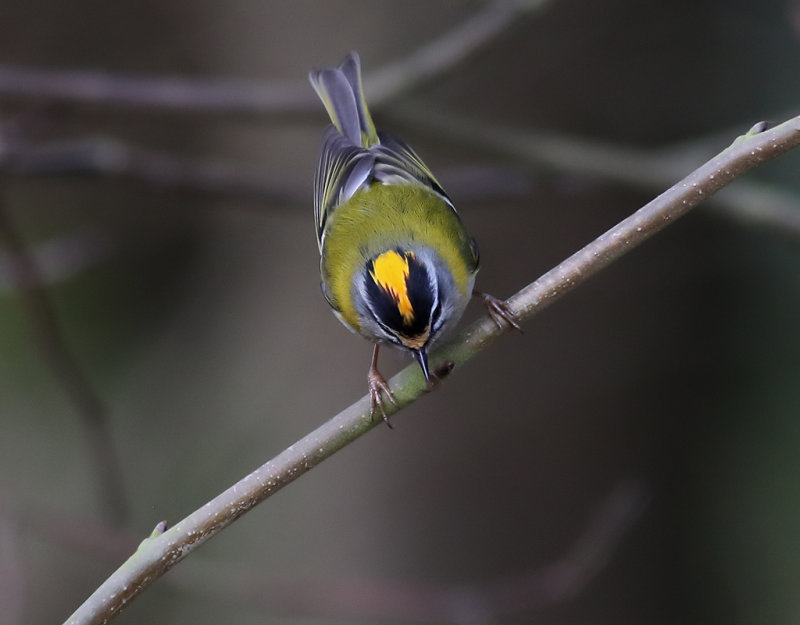 Brandkronad kungsfgel <br>  Firecrest <br> Regulus ignicapillus