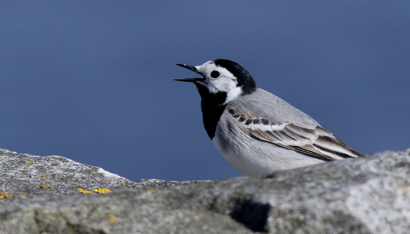 Sdesrla <br>White Wagtail <br> Motacilla alba