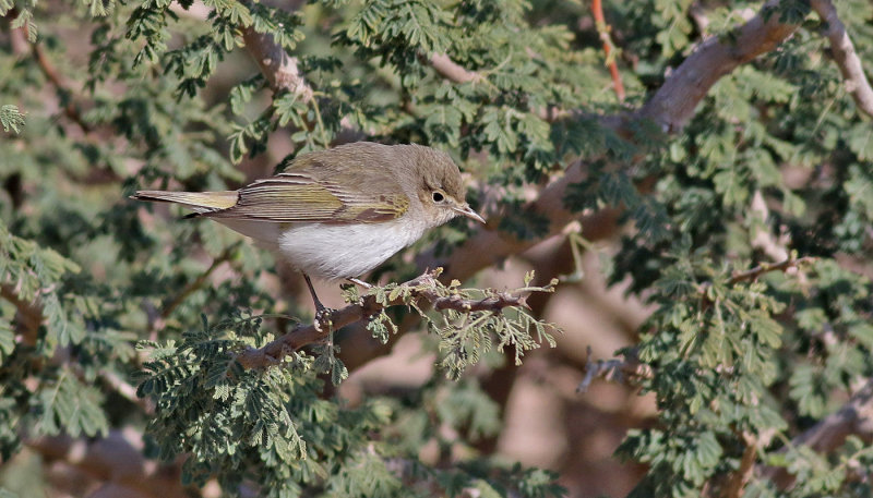 Balkansngare <br> Eastern Bonellis Warbler <br> Phylloscopus orientalis