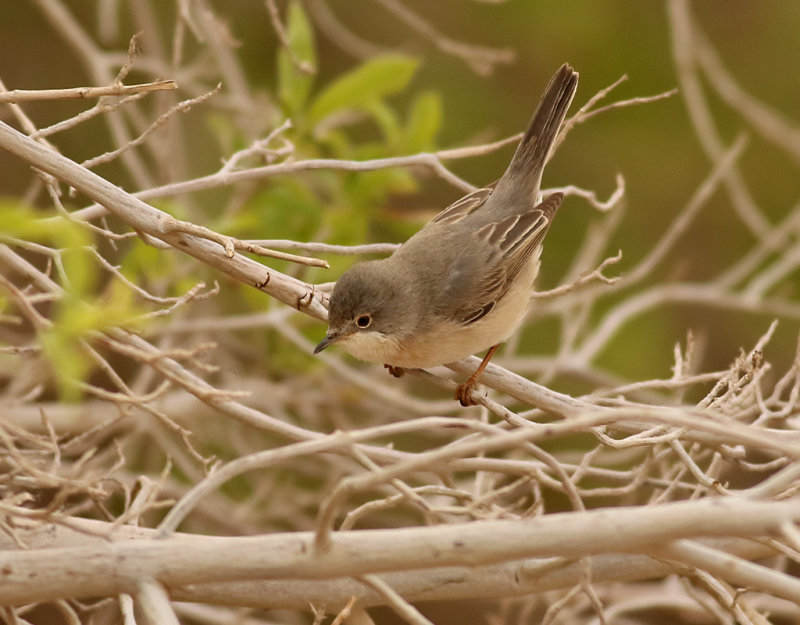 stlig sammetshtta<br> Menetriess Warbler<br> Sylvia mystaecea 