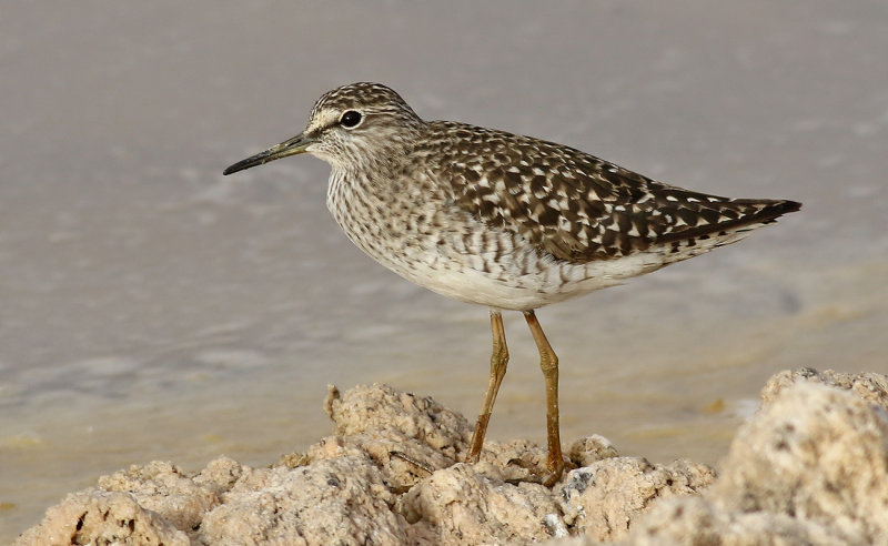 Grnbena <br> Wood Sandpiper<br> Tringa glareola	