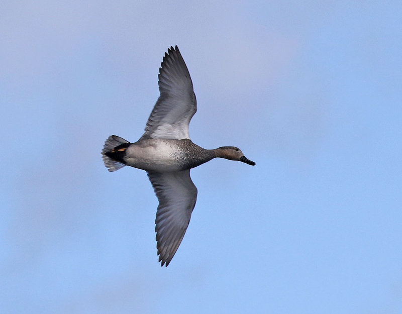 Snatterand <br> Gadwall <br> Anas strepera 