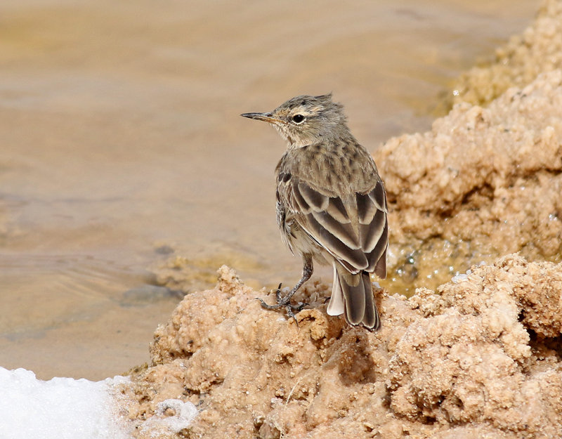 Vattenpiplrka<br> Water Pipit<br> Anthus spinoletta