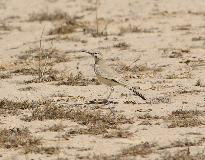 Hrfgellrka<br> Hoopoe Lark<br> Alaemon alaudipes