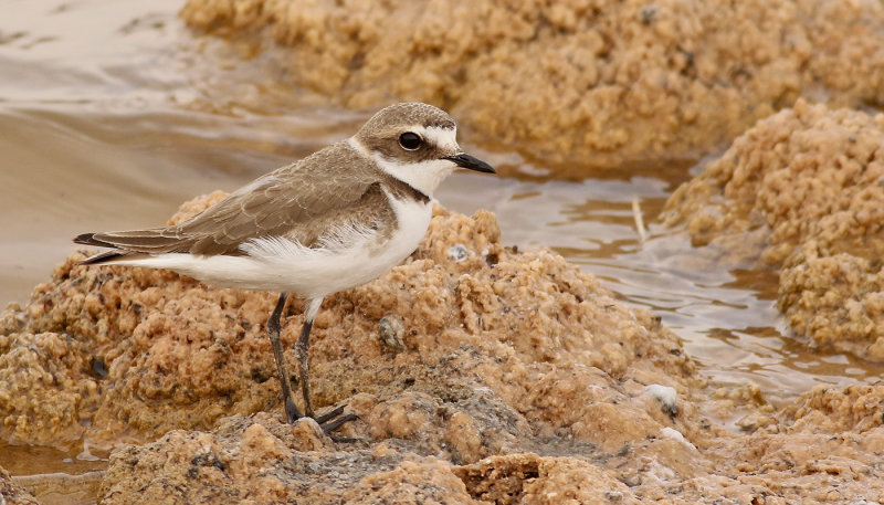 Svartbent strandpipare <br> Kentish Plover<br> Charadrius alexandrinus