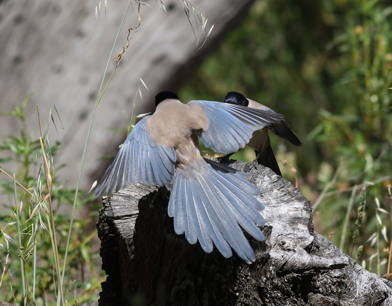 Blskata<br>Cyanopica cyanus<br>Azure-winged Magpie