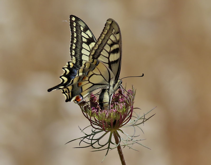 Makaonfjril <br> Swallowtail <br> Papilio machaon