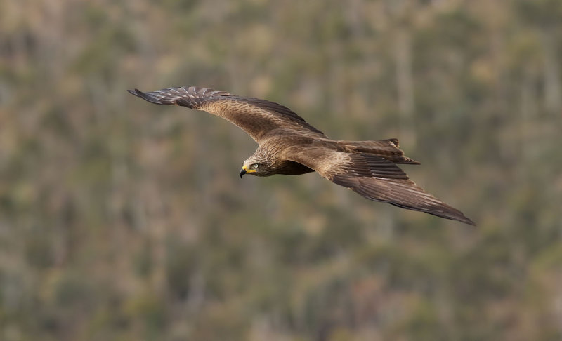Brunglada <br> Black Kite <br> Milvus migrans 