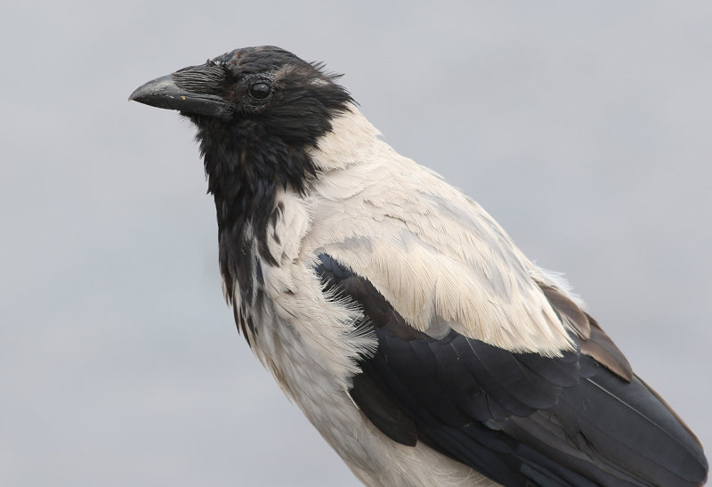 Grkrka <br> Hooded Crow<br> Corvus cornix