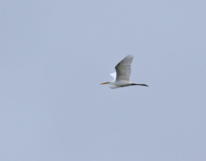Amerikansk gretthger <br> American Great Egret <br> Egretta alba egretta