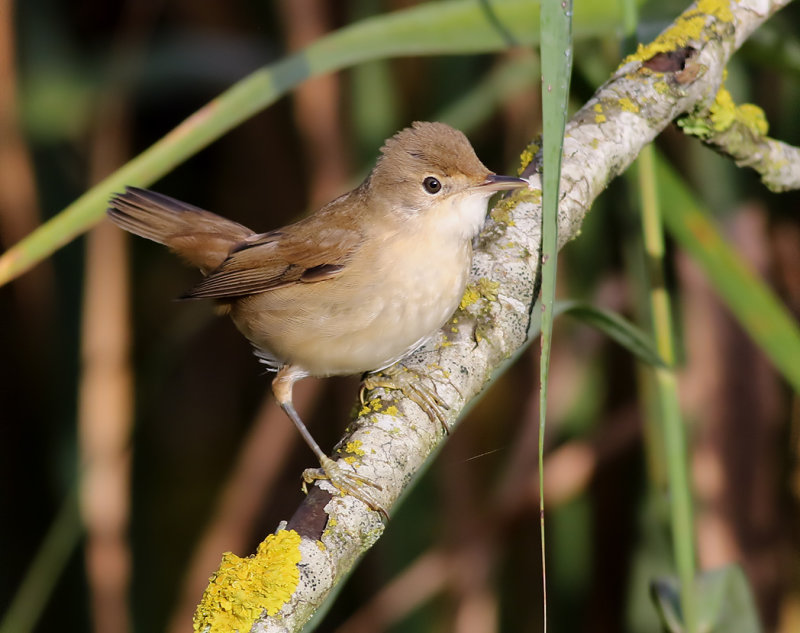 Rrsngare <br> European Reed Warbler (Eurasian Reed Warbler)<br> Acrocephalus scirpaceus