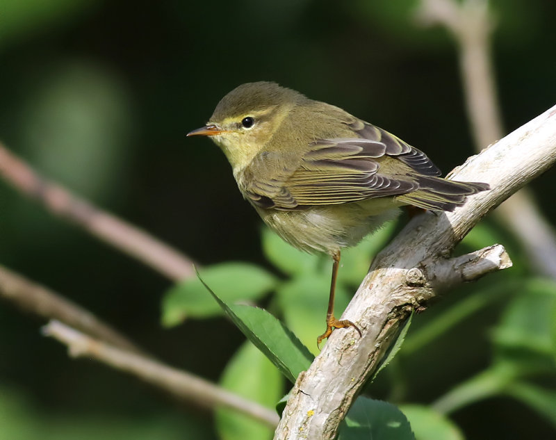 Lvsngare<br> Willow Warbler<br> Phylloscopus trochilus