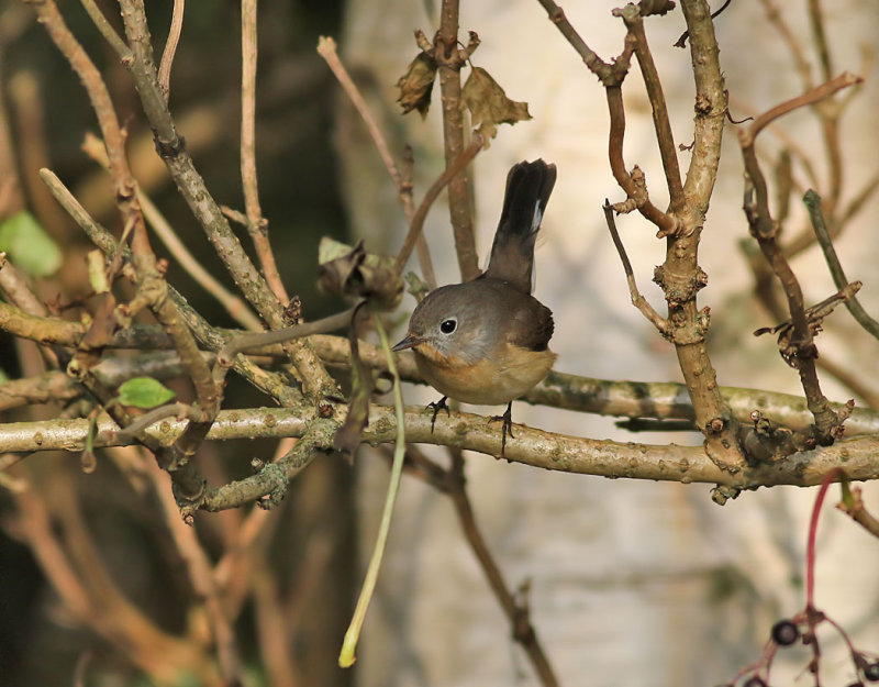 Mindre flugsnappare<br> Red-breasted Flycatcher <br> Ficedula parva